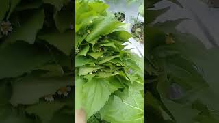 Download lagu RUMPUT LIAR BISA DI MAKAN #shorts mp3 Download lagu RUMPUT LIAR BISA DI MAKAN #shorts mp3