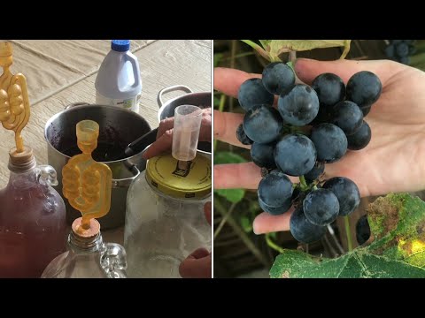 making the best wine EVER “no preservatives” (old Italian way) all natural