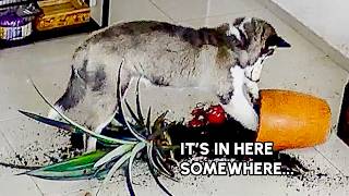 CAUGHT ON CAMERA! | My Husky's Dirty Secret Revealed