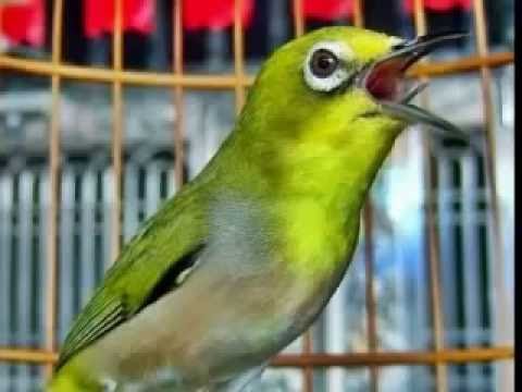download lagu mp3 mp4 Masteran Untuk Pleci Bakalan, download lagu Masteran Untuk Pleci Bakalan gratis, unduh video klip Masteran Untuk Pleci Bakalan