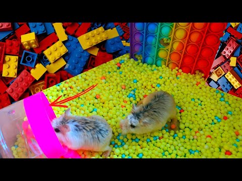 Hamster Lego & Pop It Maze   | This Hamster Completed His Challenges Towards His New Home