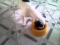 Cadela Come Tudo Em Menos De 1 Minuto