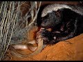 Life Of One Honey Badger Natgeo Wild Best Video