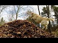 Stella's Best Leaf Jumps of 2017 (in 60 seconds)