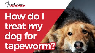 How do I treat my dog for tapeworm?