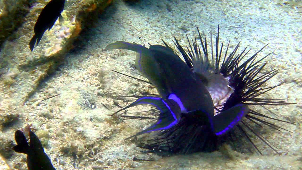 Queen Triggerfish Eats Sea Urchin