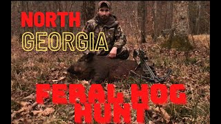 North Georgia Feral Hog Hunt