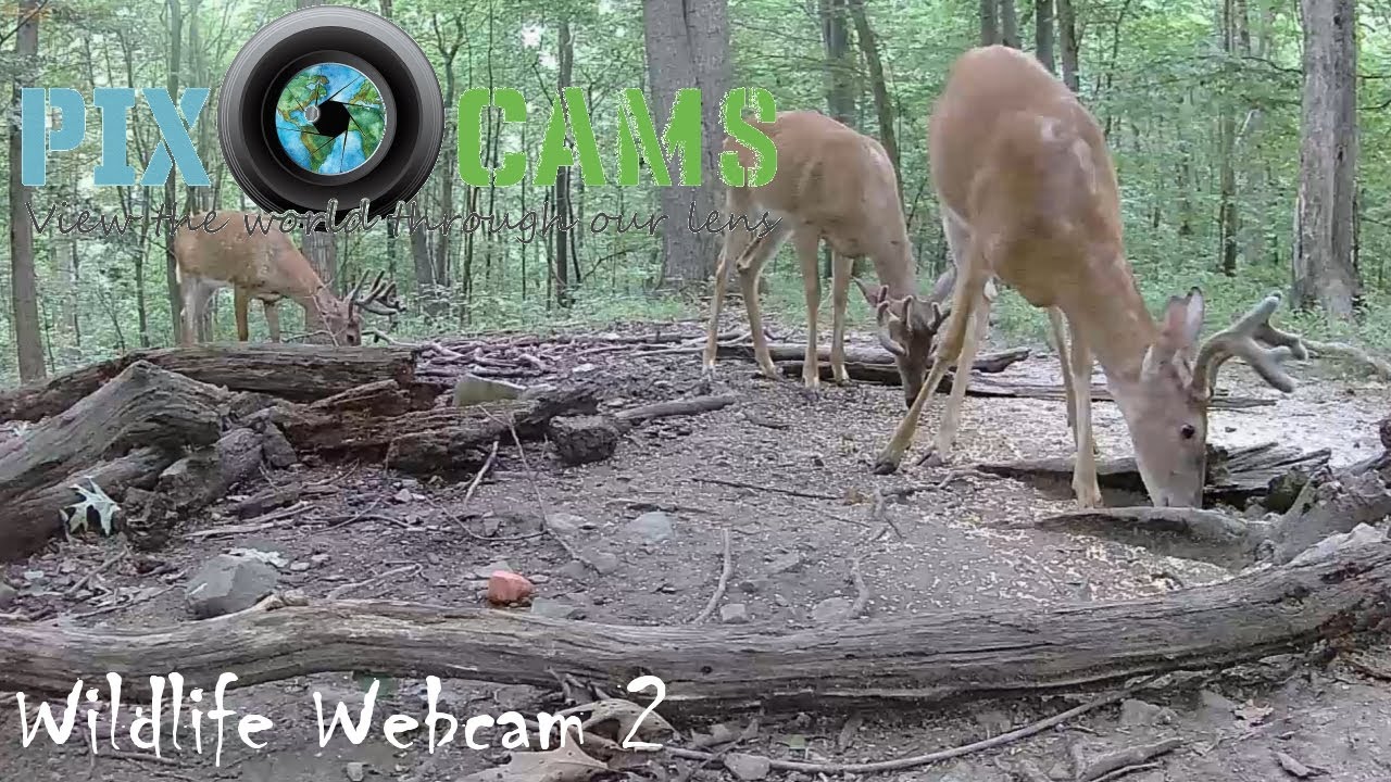 Live webcam view of Cámara de venados y fauna silvestre