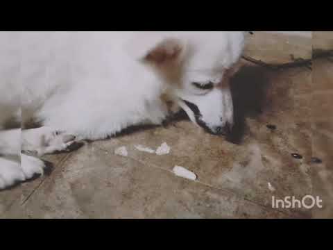 🐶 Dog's  lover#$/🐶🐶🐶🐶