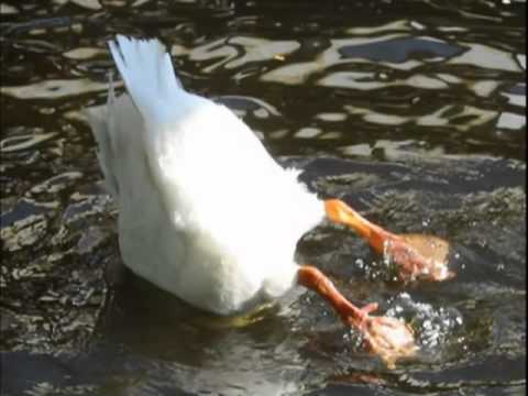 Afoga o Ganso   Ricardo Amado   98fm BH   Videolog