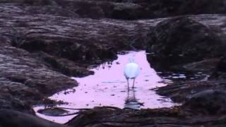 Angels We Have Heard On High - Instrumental