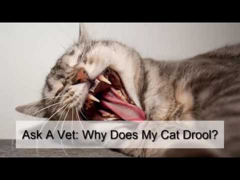 Ask A Vet Why Does My Cat Drool