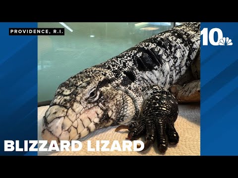 Providence man finds large tegu while shoveling snow-covered driveway