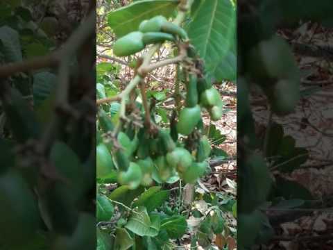 Zareena my moms garden