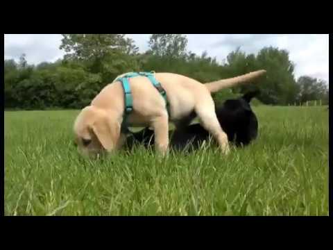 Lernen Sie den Bunte Hunde e. V. kennen