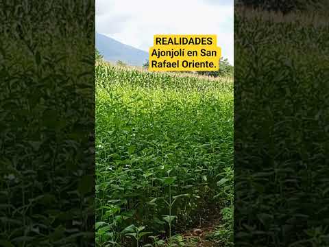 En San Rafael Oriente se está cultivando ajonjolí.