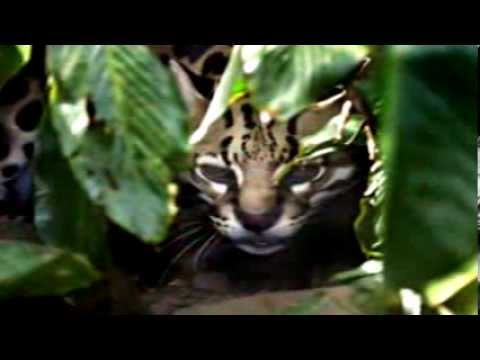 Reve Orange Webinar HD - IREM