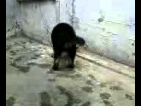 buhari ajith,m y dog jarmain safet