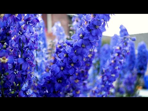 DELPHINIUM