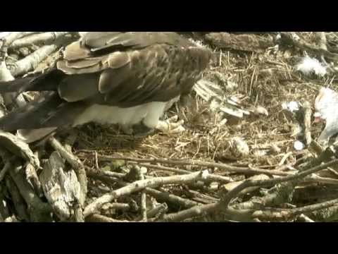 Rutland Ospreys 2013 - 19 May 10.02am - Mrs5R covers chick