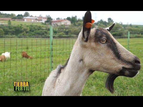 , title : 'TIERRA FÉRTIL TV-PRODUCCIÓN DE CABRAS (02.09.17)'