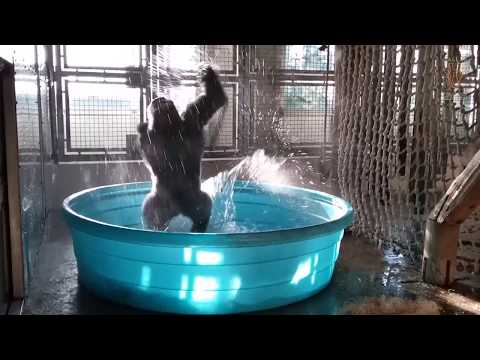 Зажигательные танцы гориллы в бассейне