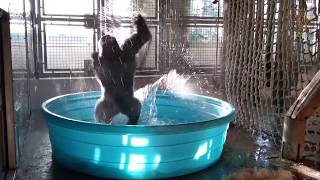 Kong's Friend Zola is Dancing