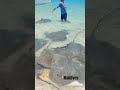 Stingray Fulidhoo Maldives Maldives Indian Mallu