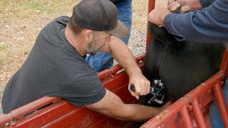 How we band larger bulls on the Ranch...Bloodless Calicrate bander technique