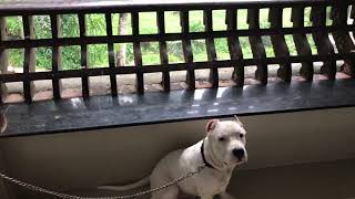 preview picture of video 'Kerala white pitbull ( Carter )'