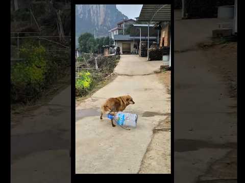 "One Bottle & This Dog’s System Crashed! 🤣" #funny #dog #shorts