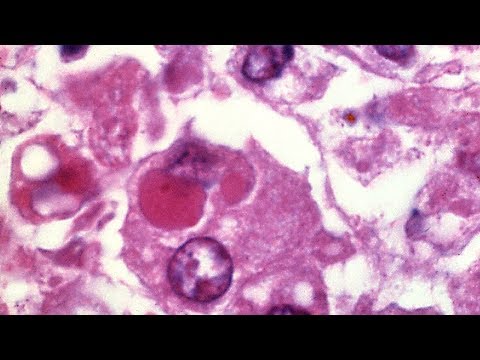 Dani C - Colera (prod. J Arox)