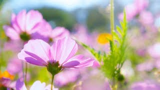 Morning Relaxing Music - Peaceful Piano Music for Stress Relief (Evelyn)