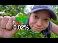 How Rare Is A Four Leaf Clover Really