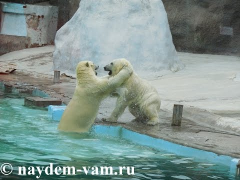 Белый медведь. Ижевский зоопарк.