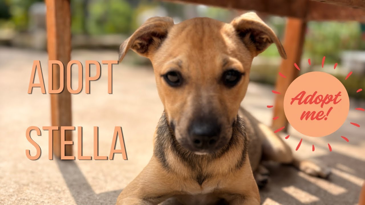 Stella Bella, a Adoptable mixed breed in Rockford, IL video 6/6