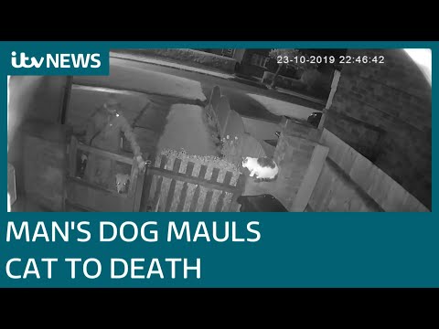 Man sets his dog on a cat to maul it to death - Cleo's owner is devastated | ITV News