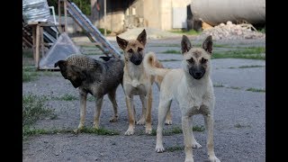  О жизни бездомной собаки: Собаки-парии (часть 1) 