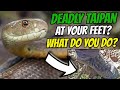 🐍𝗗𝗘𝗔𝗗𝗟𝗬 𝗧𝗔𝗜𝗣𝗔𝗡 𝗔𝗧 𝗬𝗢𝗨𝗥 𝗙𝗘𝗘𝗧 - 𝗪𝗛𝗔𝗧 𝗗𝗢 𝗬𝗢𝗨 𝗗𝗢?