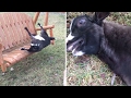 Excited Goat Faints On Swing