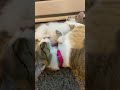 Mom Cat Biting Her Kitten Kitten Cat Babycat Babykitten Catsplaying Shorts