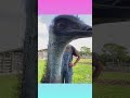 Emmanuel Don't do that 😂 #ostrich