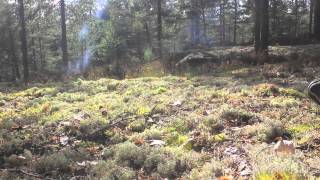 Svartskog - en dag i mai