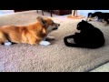 Corgi talks to cat