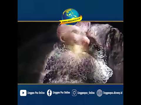 Temukan Jejak, Warga Musi Rawas Dipastikan Diterkam Harimau