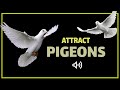 Sound to Attract Pigeons | Pigeon Call