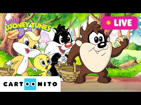 🔴 LIVE: BABY LOONEY TUNES | Fun, Teamwork and Stories | Cartoons for Kids | @cartoonito