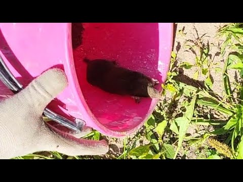 Jak złapać Kreta (żywego)