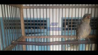 Download lagu TERAPI KACIAL KOMBO CUCAK KOMBO BETINA AMPUH UNTUK PANCINGAN mp3 Download lagu TERAPI KACIAL KOMBO CUCAK KOMBO BETINA AMPUH UNTUK PANCINGAN mp3