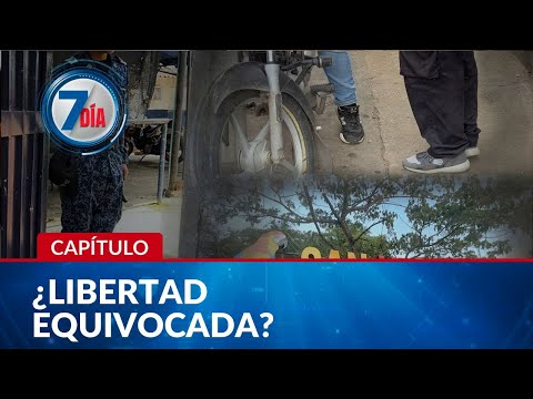 Séptimo Día and 2 more